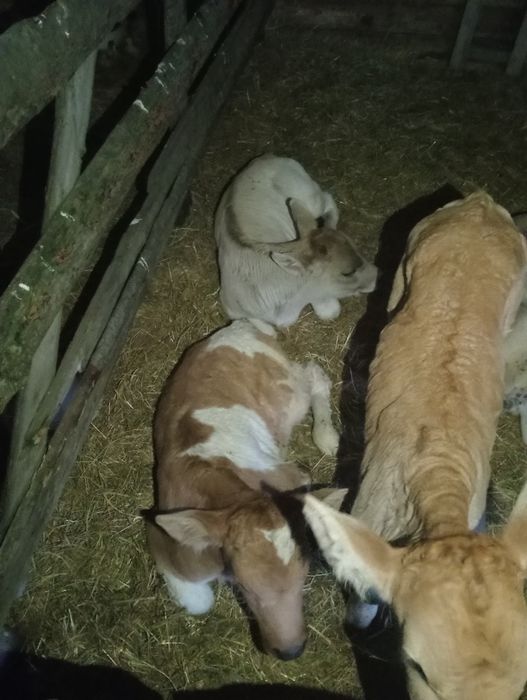 Vând tăurași și vițele sugari