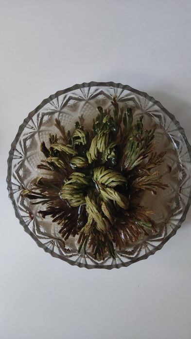 Иерихонская роза 500тг