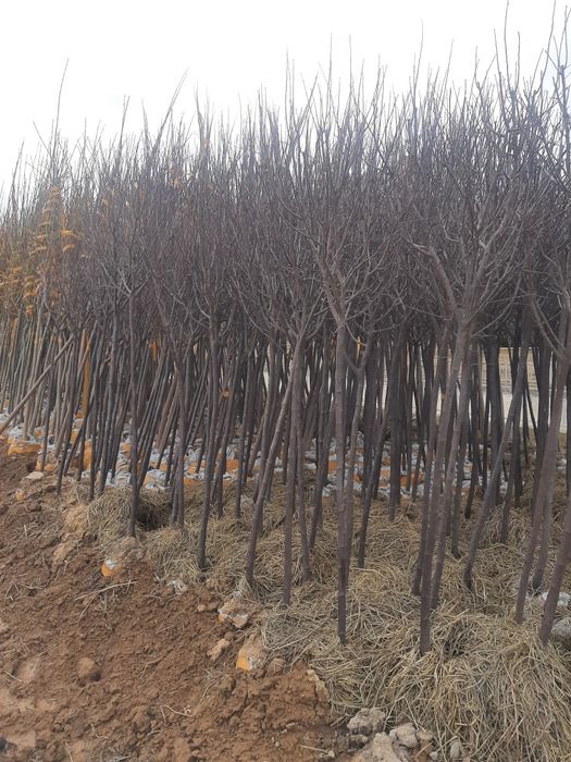 Manzarali daraxt ko'chatlari