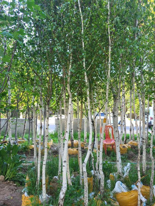 Сливописарди и разные расстении