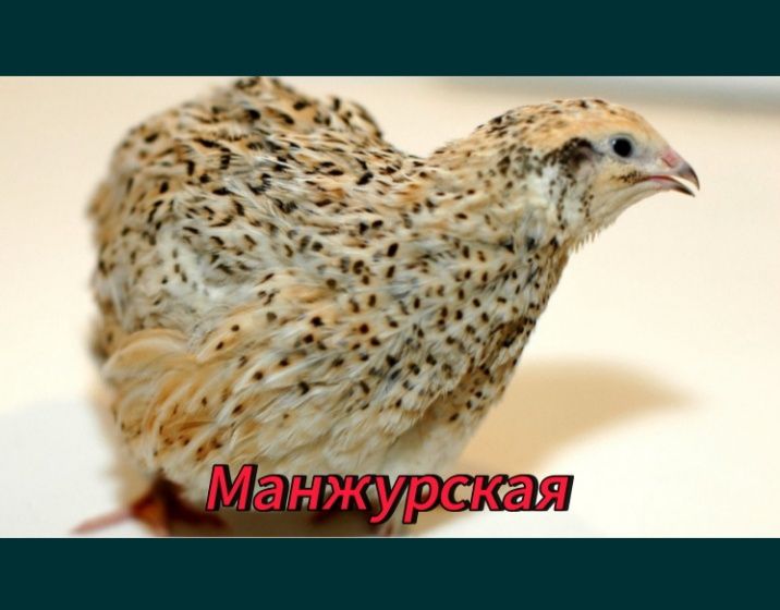 Перепелиные яйцы