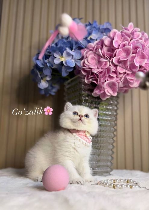 Serebristiy shinshilla point qz bola