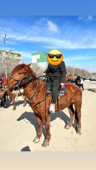 Наукан кумис комплект сатылады