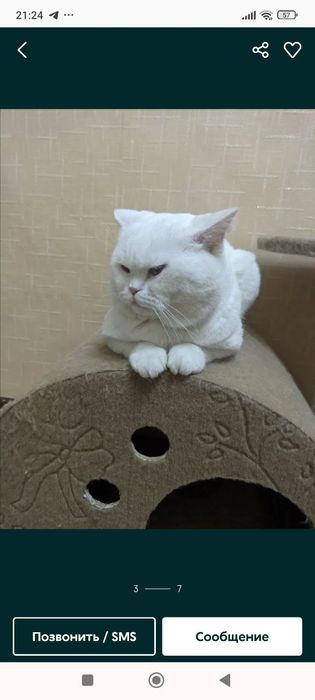 Готовятся к продаже котята