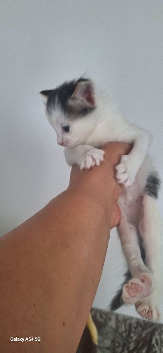 Красивые котята в добрые руки