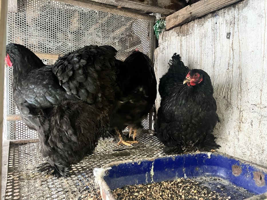 Gaini de vanzare.  Din rasa conchinchina urias