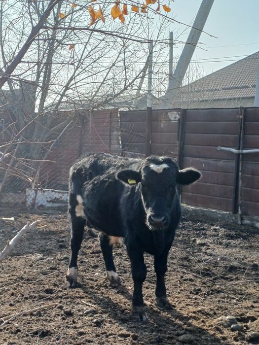 2 жасар бука сатылады