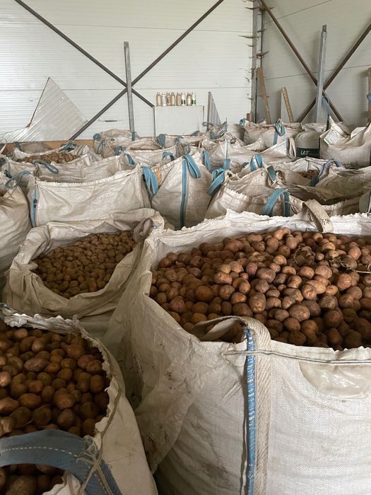 Cartofi consum si samânta