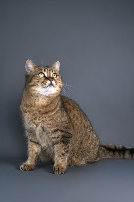 Кошечка Маша в поиске дома.