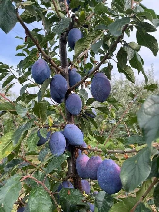 Pomi fructiferi columnari