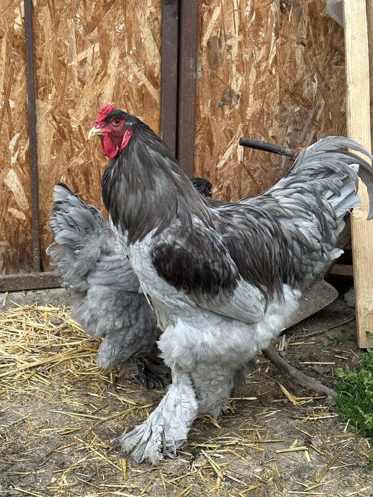 Disponibila brahma albastru