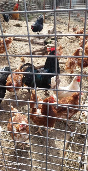 Продавам домашна сланина, свинска мас,домашни яйца