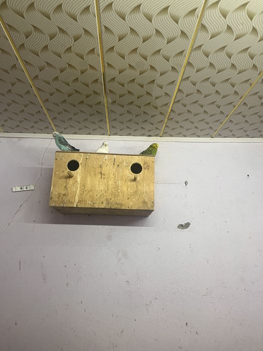 Волнистые попугай