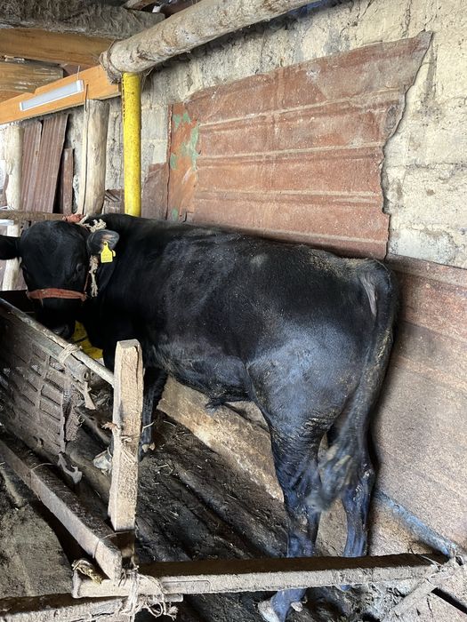 Семиз буха,байланган ангус