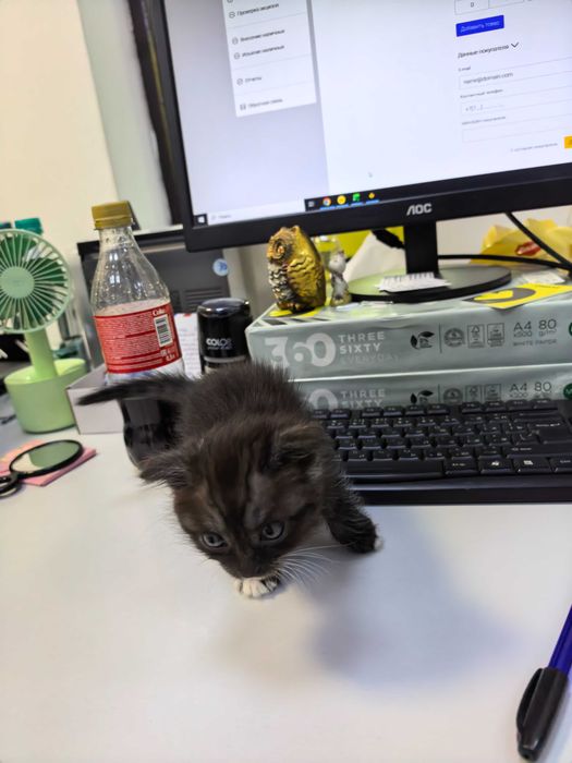 Отдаю котёнка в добрые руки