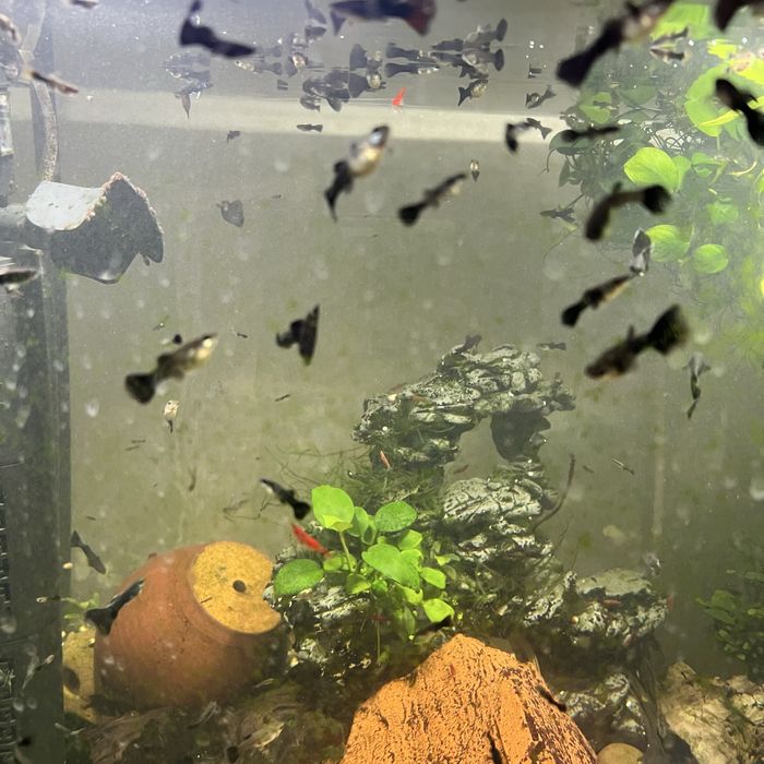 Гуппи черный принц самки готовые