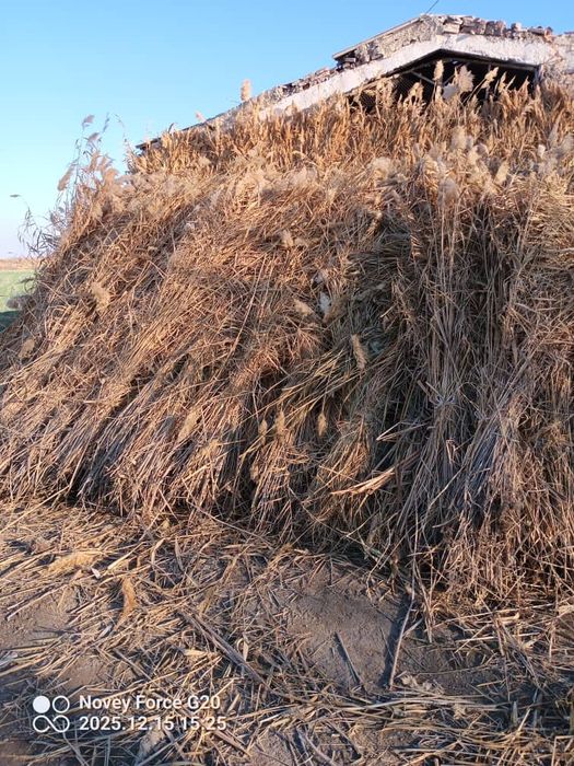 Камиш арзон нархда 10.000 сум