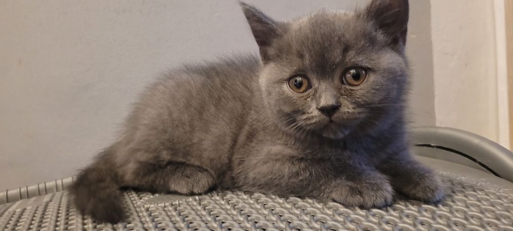 Британски котенца