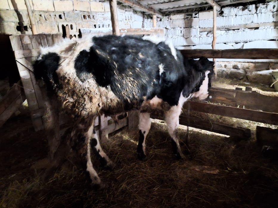 Продам крс  на развод