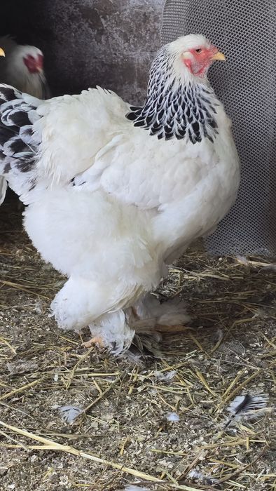 Vând oua incubat brahma herminat deschis