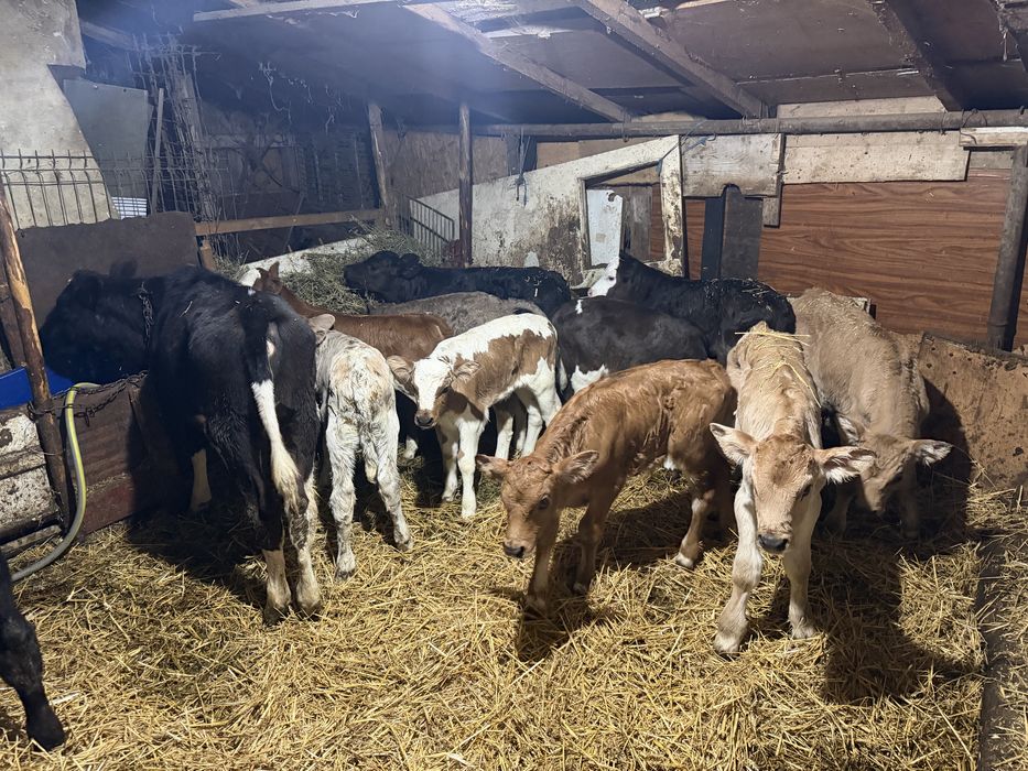 Vitei taurasi si vitele