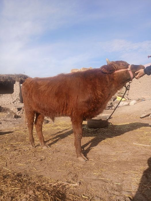 Хокиз сотилади ...