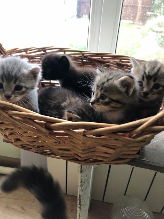 Котята в добрые руки