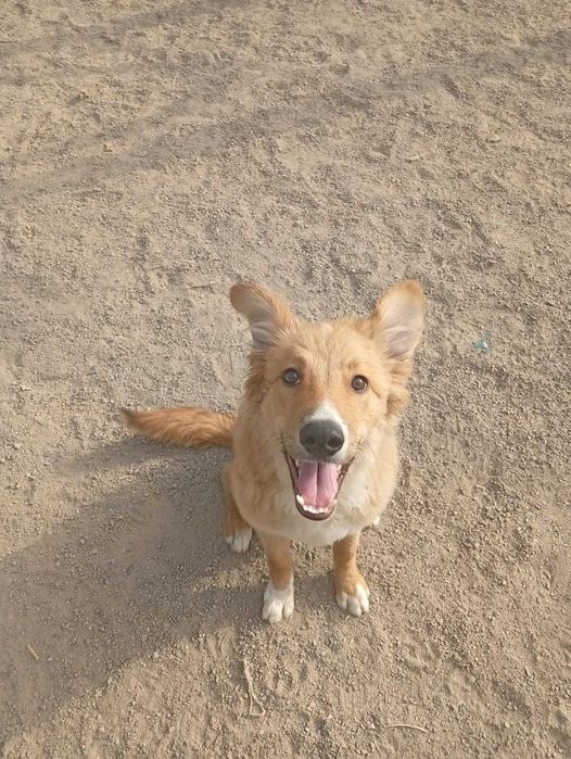 Отдам в хорошие руки.