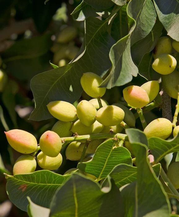 Pomi Fructiferi Exotici FISTIC