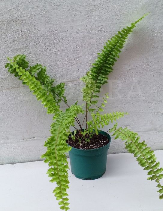 Папоротник Дассада. Ампельный сорт. Цветы для дома и офиса 
В наличии.