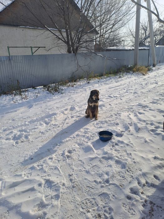 Шенки тобет девочки и мальчики