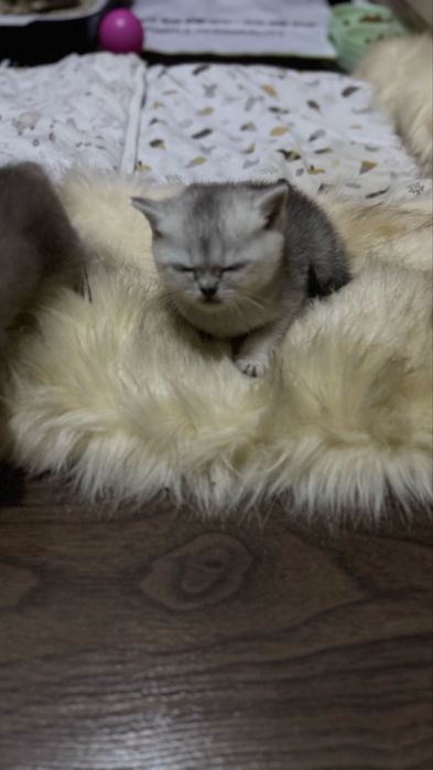 Продаются котята  британские шиншилллы