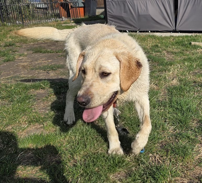Donez Labrador Retriver