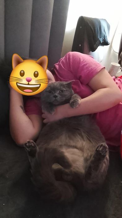 Британский Кот Граф