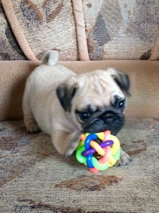 Чудесные Мопсики