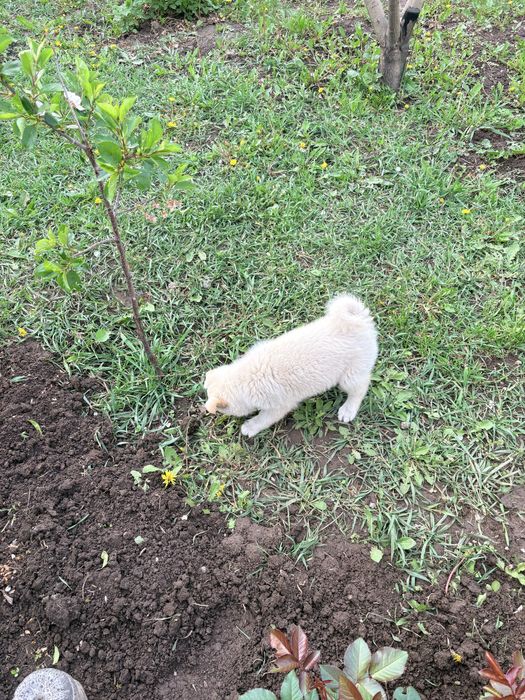 Отдам щенка девочка в хорошие руки.