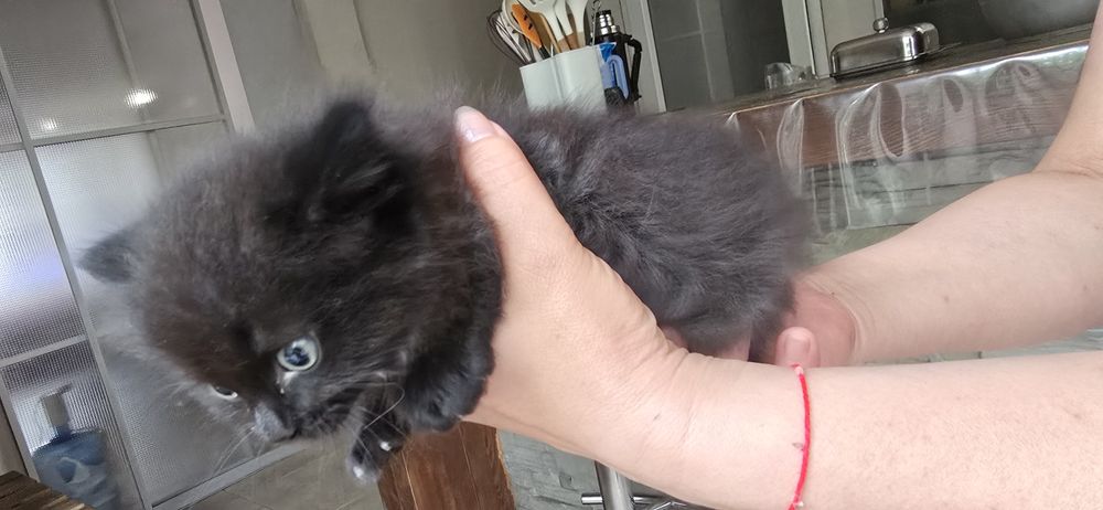 Котята, 5 недель
