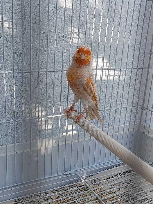 Канарейка сатинет