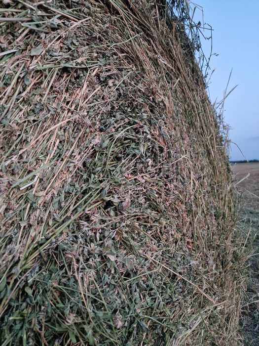 Baloti de lucerna pentru cai