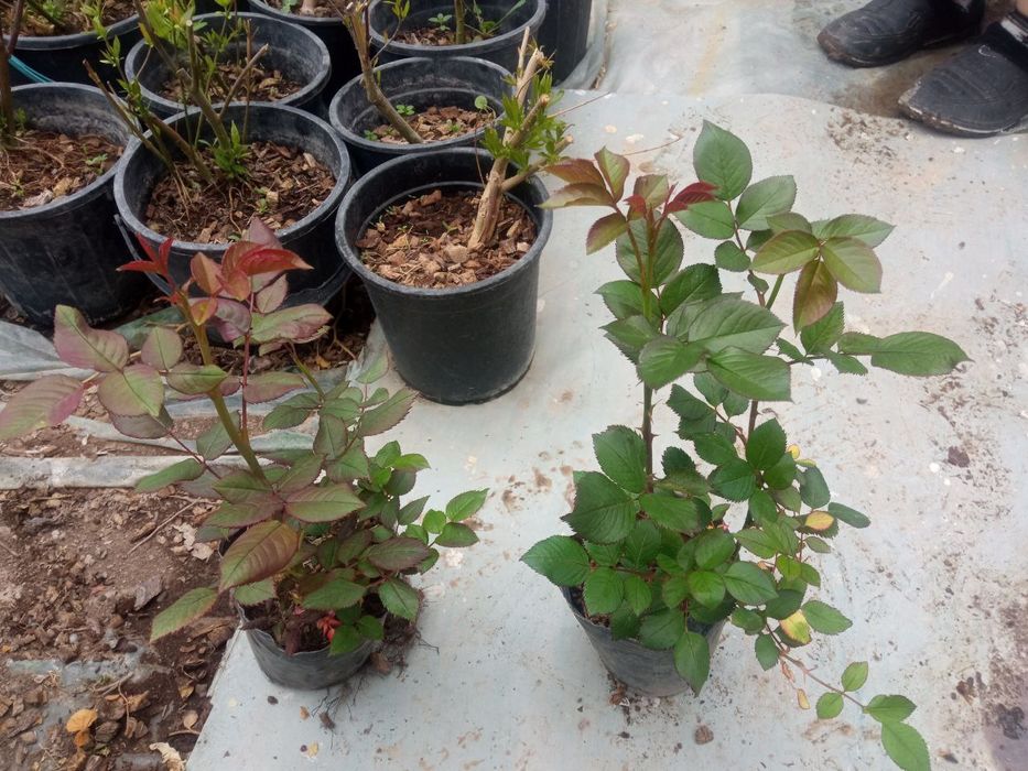 Атиргул чиринка кучатлари сотилади