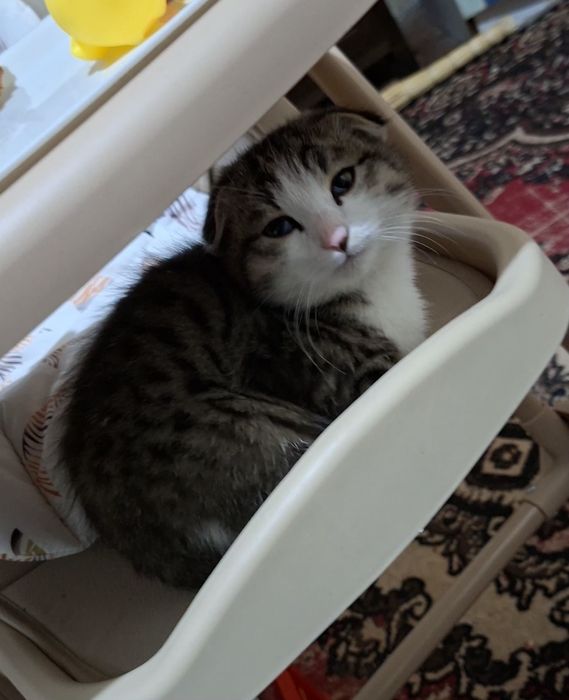 Skottish fold o'g'il bola mushukcha sotiladi.