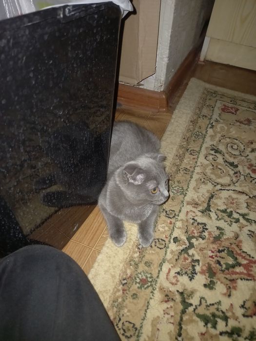 Кошка, породистая
