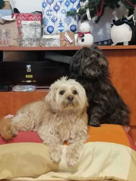 Ingrijire si cazare caini adulti de talie mica, pet sitting