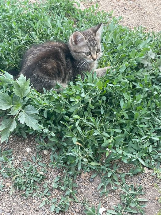 Отдам.  котята.в добрый
