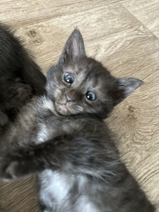 Котята вислоухой кошки