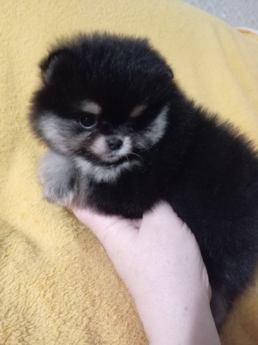 Продам щенков шпица.