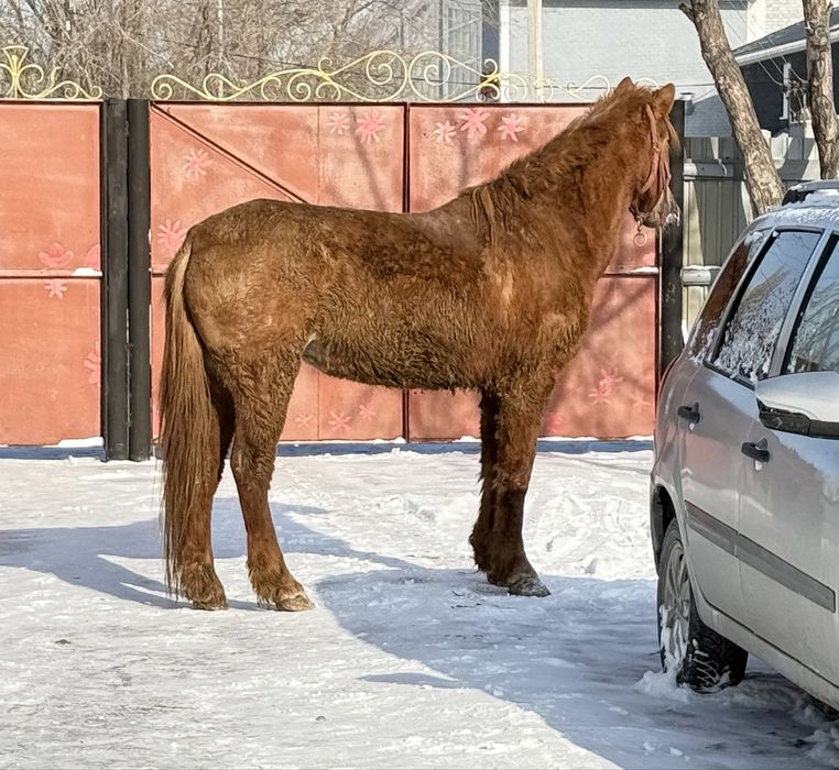 Продам кобылу 6 лет