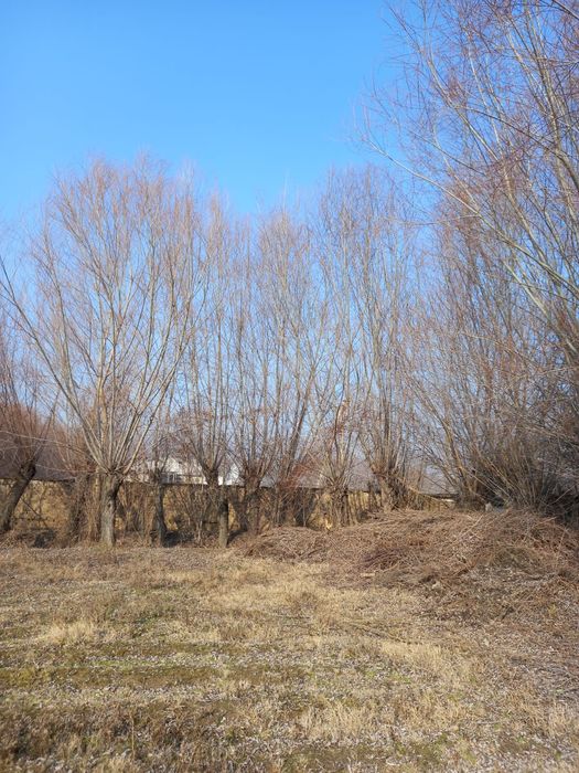 Толлар сотилади бешик учун