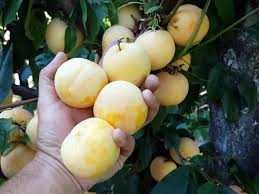 Слива - Анджелино , Черен диамант , Черен Сплендор и Слива - Ту-Сун