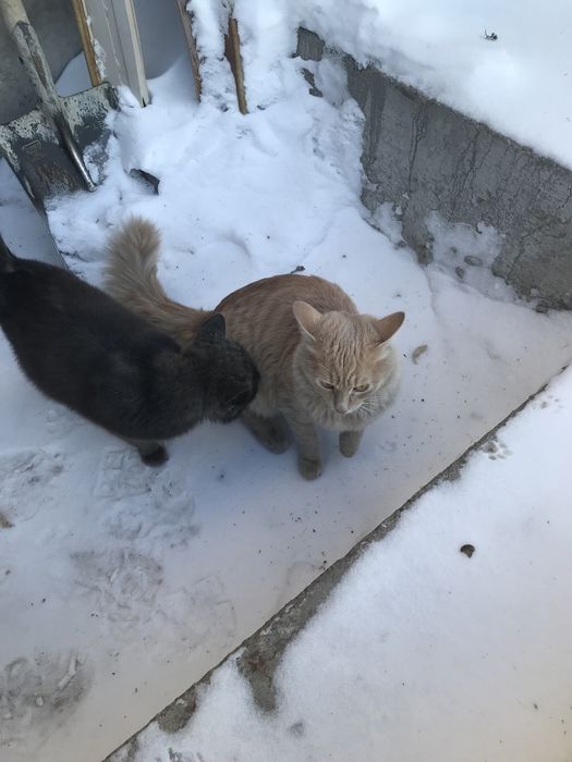 Кошка рыжая бесплатно